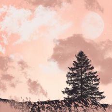 Sunset Forest