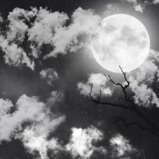 Spooky Forest Night Sky