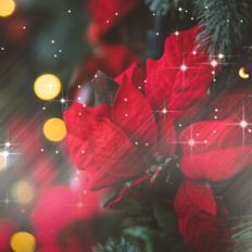 Christmas Holiday Sparkle Background