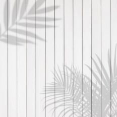 Wall Plant Shadow Background