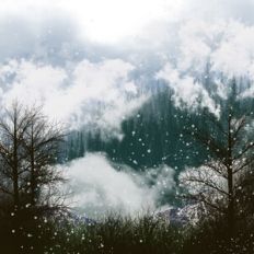 Snowy Forest