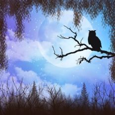 Owl on a Branch