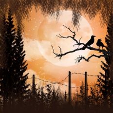 Birds at Sunset