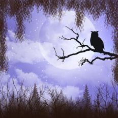 Night Time Owl