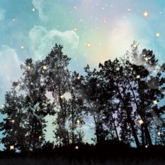 Heavenly Forest