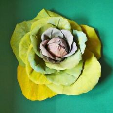 Ornamental Cabbage