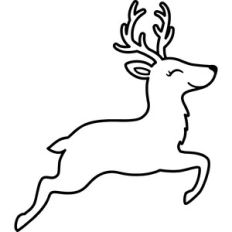 Reindeer