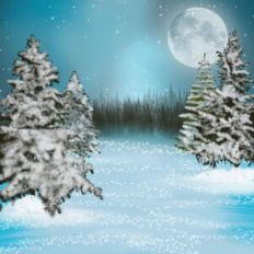 Christmas Tree Forest