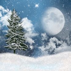 Christmas Tree Forest