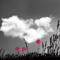Monochrome Poppy Field