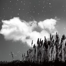 Monochrome Field