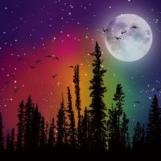 Moonlit Rainbow Forest