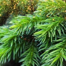 Blurry Christmas Tree Lights Background