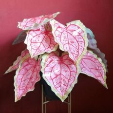 Caladium (aka Heart of Jesus)