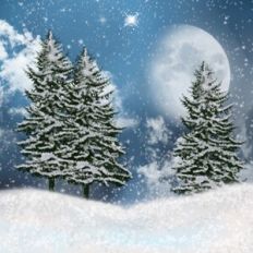 Christmas Tree Forest