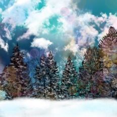 Winter Forest