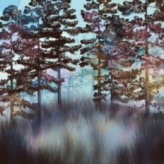 Misty Forest