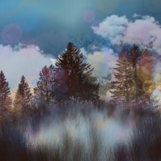 Misty Winter Forest