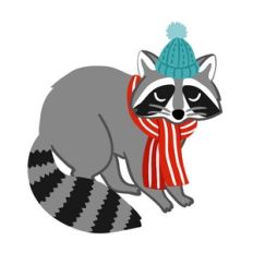 Winter Raccoon