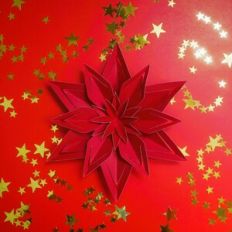 Poinsettia 3