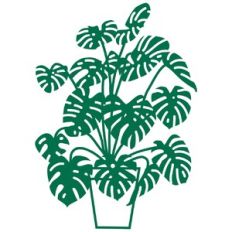 Monstera Houseplant