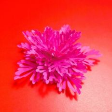 Mara Flower