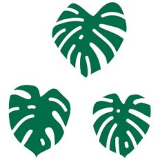 Monstera Houseplant Leaves