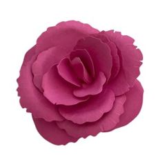 Bergonia flower
