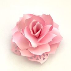 Flower 98 Lacy