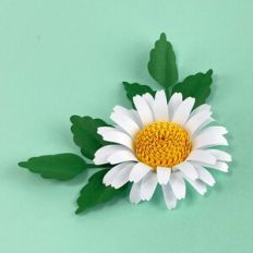 Realistic Daisy Flower with Foliage