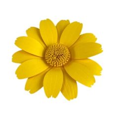 Mexican Sunflower