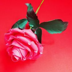 Ecuadorian Rose