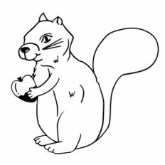 Baby Squirrel holding a nut