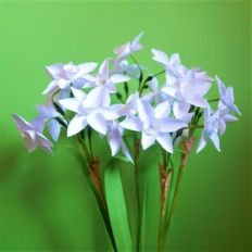 Narcissus Paper Whites