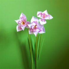 Narcissus Trigometry