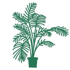 Potted Palm House Plant
