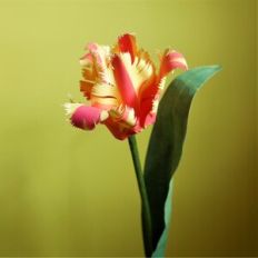 Blooming French Tulip