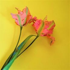 Open French Tulip