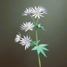 Astrantia 3D Flower