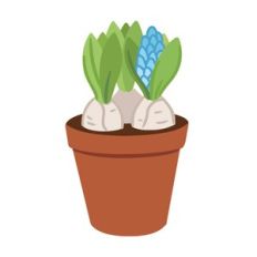 Spring Flower Bulbs