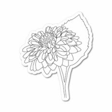 Dahlia Sketch