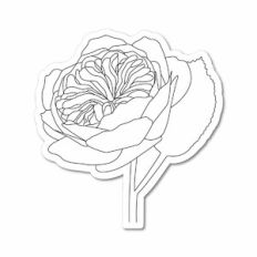 Garden Rose Sketch