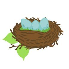 Eggs in Nest