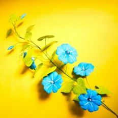 Morning Glory Flower