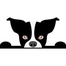 dog border