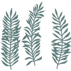 Eucalyptus Leaves Greenery