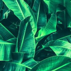 Tropical Leaves Backgound