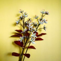 Noth American Amelanchier