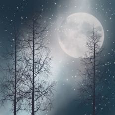 Forest Sky