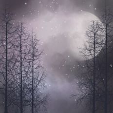 Forest Sky At Night